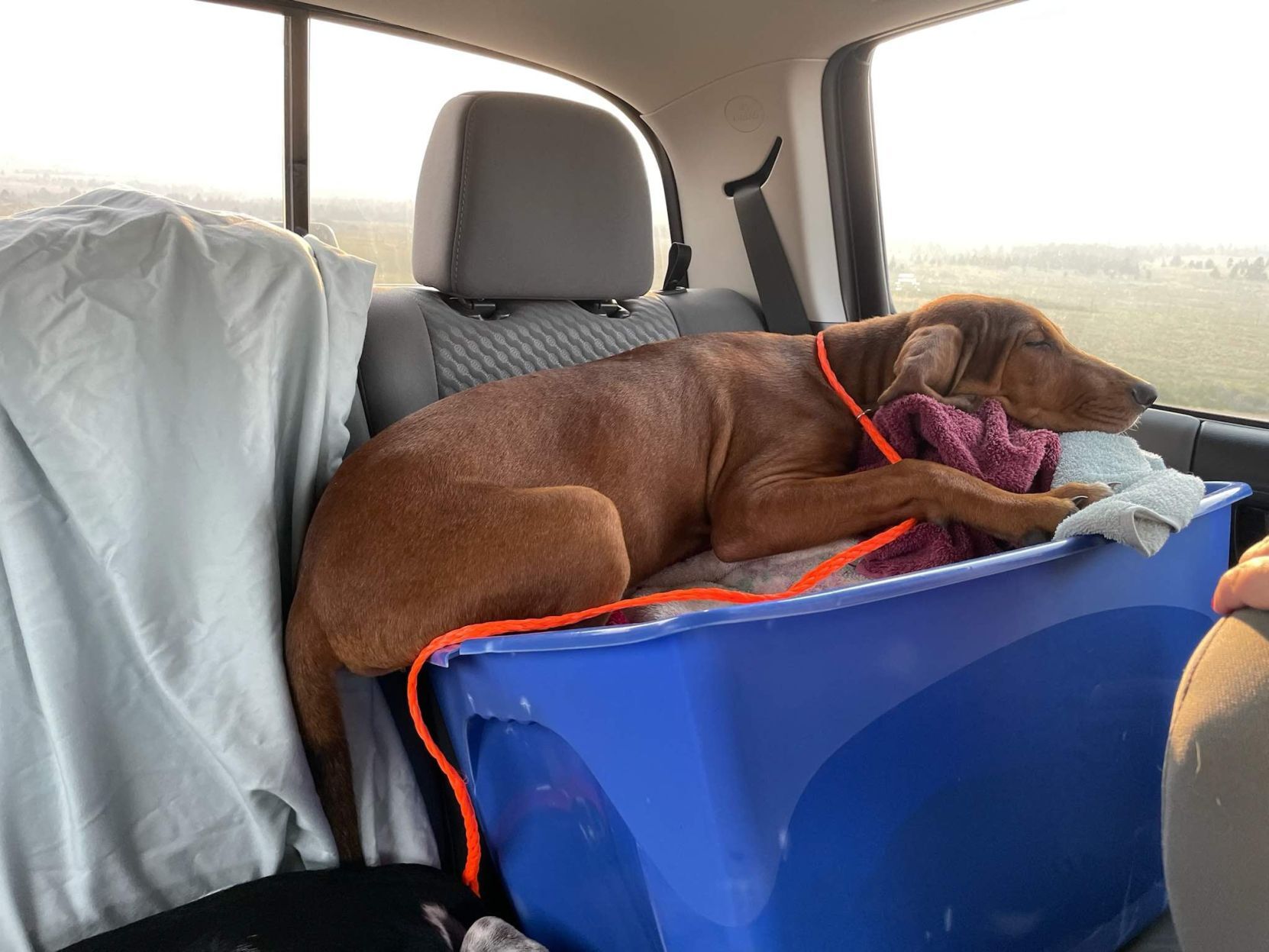 dog2.jpg